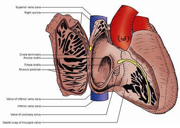 1087_CHAMBERS OF HEART.png